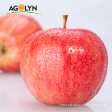 L&#39;usine de bonne qualité fournit des pommes fraîches de grande taille